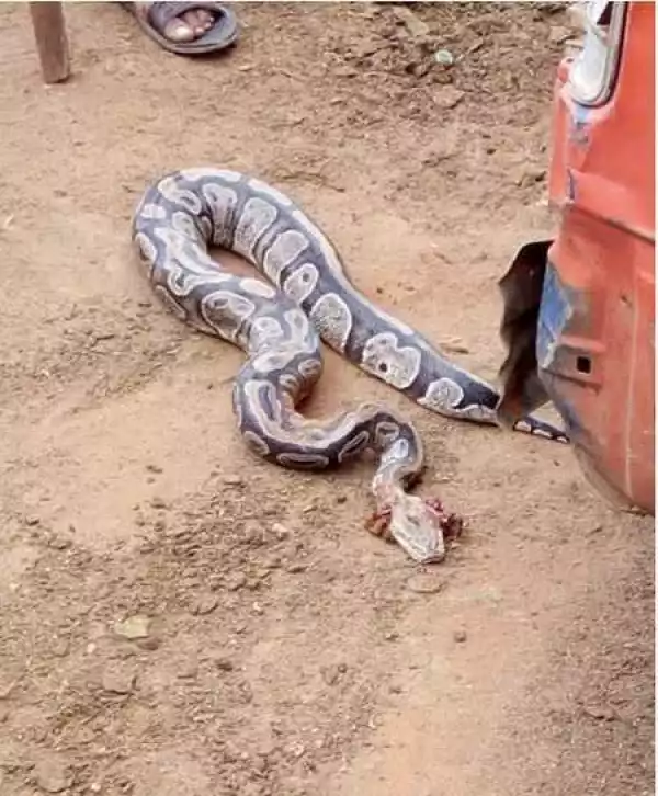 Unbelievable! Mysterious Python Snake Killed in a Man